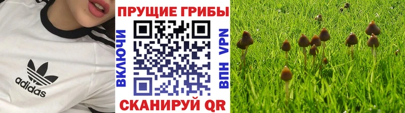 Купить  Каменка  Галлюциногенные грибы ЛСД 